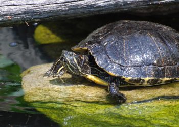 Havalimanında 4 bin canlı Amazon kaplumbağası ele geçirildi