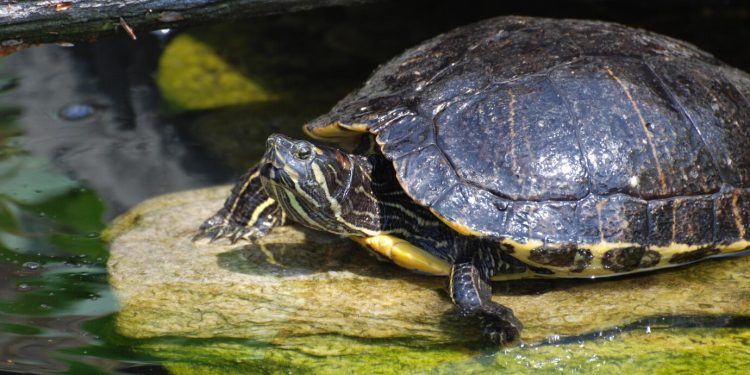 Havalimanında 4 bin canlı Amazon kaplumbağası ele geçirildi