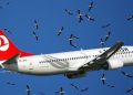 İstanbul Havalimanı’nda leylek alarmı!