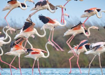 Emirates uçağına çarpan flamingolar parçalandı