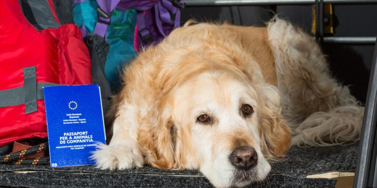 Brezilya’da köpekler çok daha konforlu taşınacak