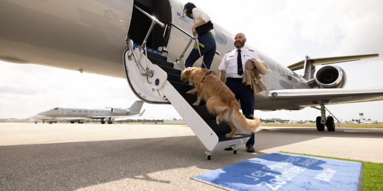 Köpekler birinci sınıf uçuşlara başladı!