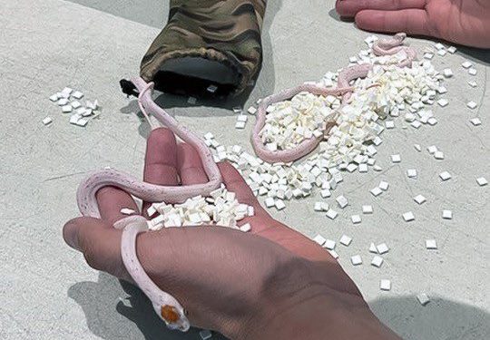 Pantolonunda sakladığı yılanlarla havalimanında yakalandı