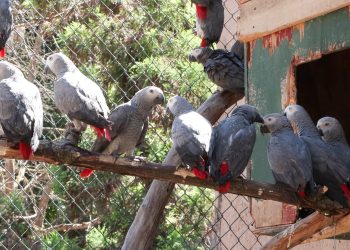 Havalimanı’nda 309 Jako papağan ele geçirildi