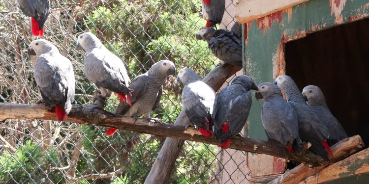 Havalimanı’nda 309 Jako papağan ele geçirildi