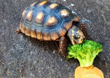 Uçak yolcusunun pantolonundan kaplumbağa çıktı