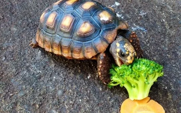 Uçak yolcusunun pantolonundan kaplumbağa çıktı