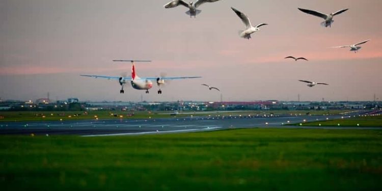 KUŞLARI UÇAKLARA ÇARPTIRAN GAZETECİLİK! Özcan YAŞAR Yazdı…