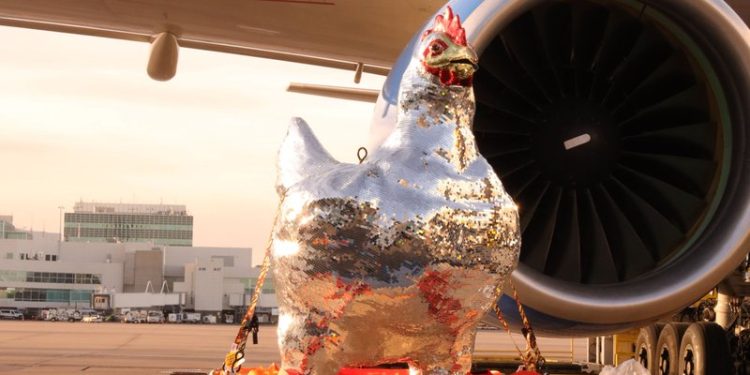 500 Bin Aynalı Tavuk Heykeli Kargo Uçağıyla Taşındı