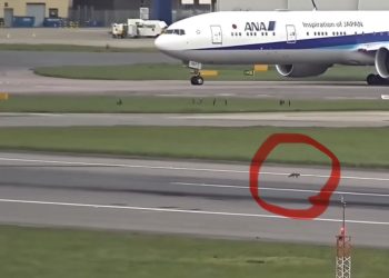 Taksi Yapan Uçak Tilkiye Yol Verdi