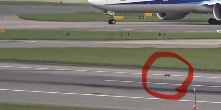 Taksi Yapan Uçak Tilkiye Yol Verdi